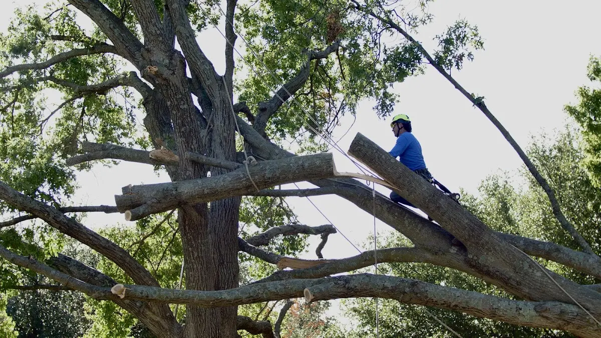Professional Hazardous Tree Removal performed by certified arborists in West End