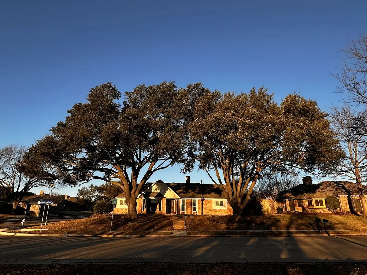Established residential canopy tree shading a home in West End